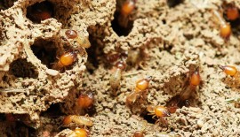 Zoom sur le diagnostic termites