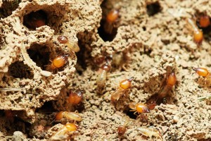 Zoom sur le diagnostic termites